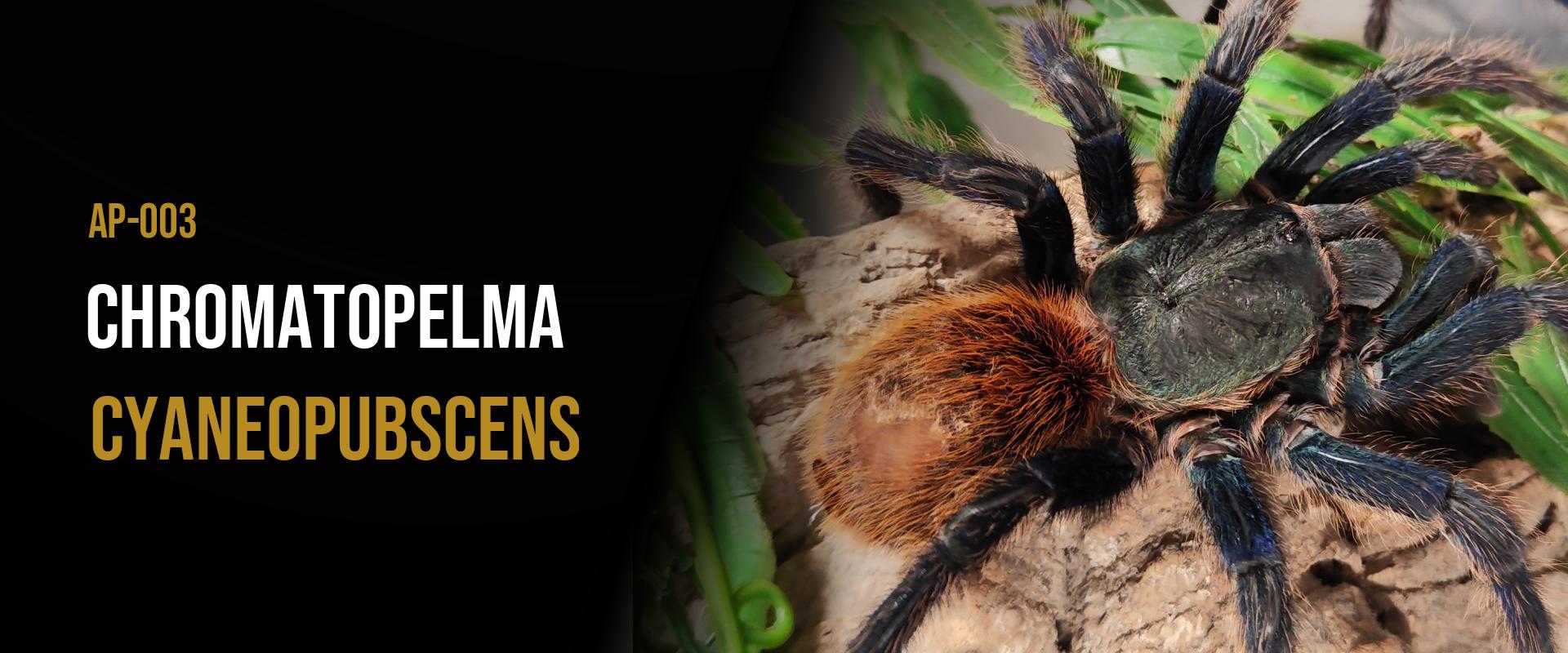 Chromatopelma cyaneopubescens